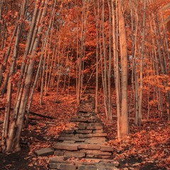 the path less traveled