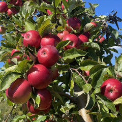 Apple Picking - Jamie Rhind