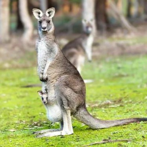 Mc Menor Taz -CANGURU  ( DJ CARLITINHO e 2T SUCESSADA )