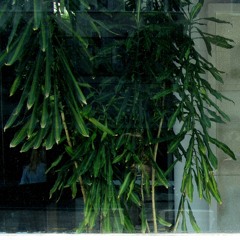 Chameleon