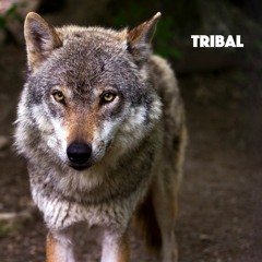 Tribal