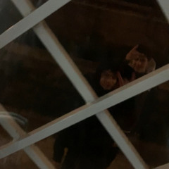 buio (prod. Gli Immorali) diciembre 2021*