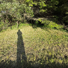 shadow