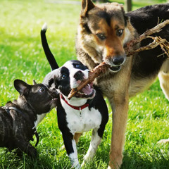 A DOG"S LIFE