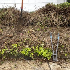 Frugal Freestyle.m4a