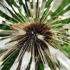 dandelion (disquiet0725)