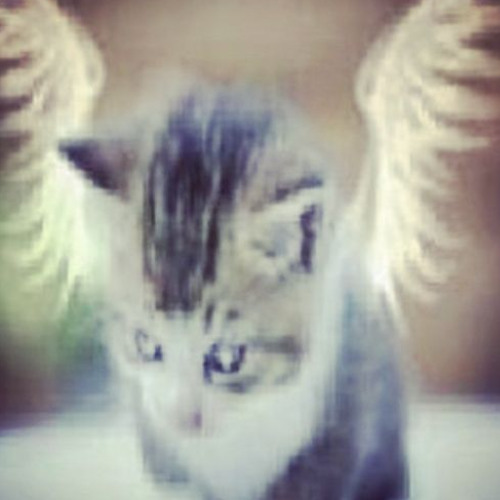 😻💫  vaffanculo (˶˃ ᵕ ˂˶) (PIÑACOLADA, Ozuke, mezzocammello, Tomato Strafford - Vaffanculo)