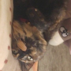 Roman Funeral (Gypsy Howl)