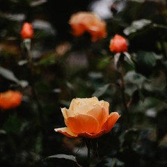 Mr Loverman - Ricky Montgomery