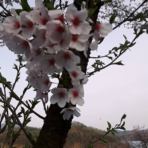 버스커버스커-전집
