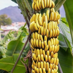 Banana Time