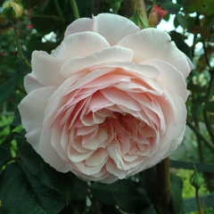 A Shropshire Lad