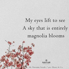 Magnolia Sky (naviarhaiku523)