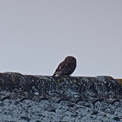 230403 2143 Cheveche