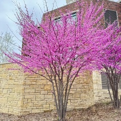 The Night We Met (cover)