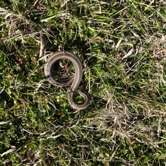 REC Live - 2024 - 02 - 17