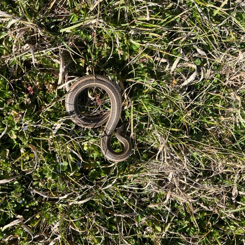 REC Live - 2024 - 02 - 17