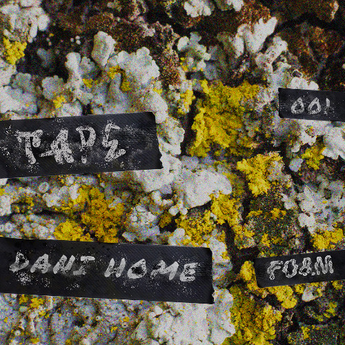 TAPE001: DANI HOME