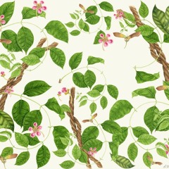 Tomito - Chacrunita mix