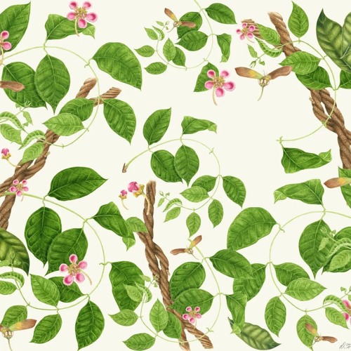 Tomito - Chacrunita mix