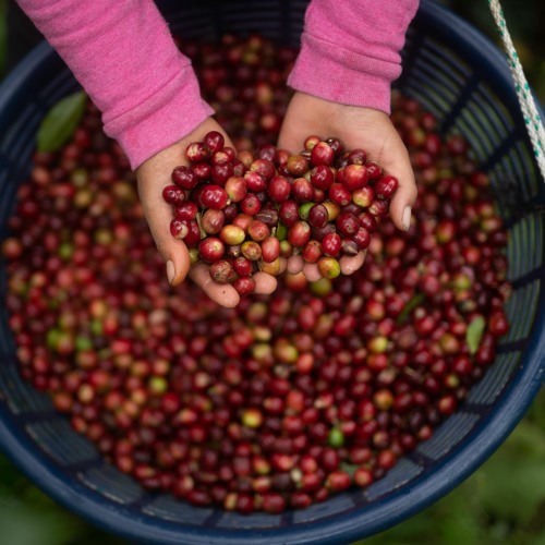 La industria del café: un catalizador para el cambio en el trabajo infantil