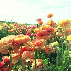 Cause For Celebration