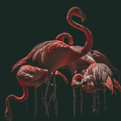 That One Flamingo and the Zoo with Chicas!