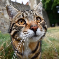 The Cat's Pajamas - Noh4ine.mp3