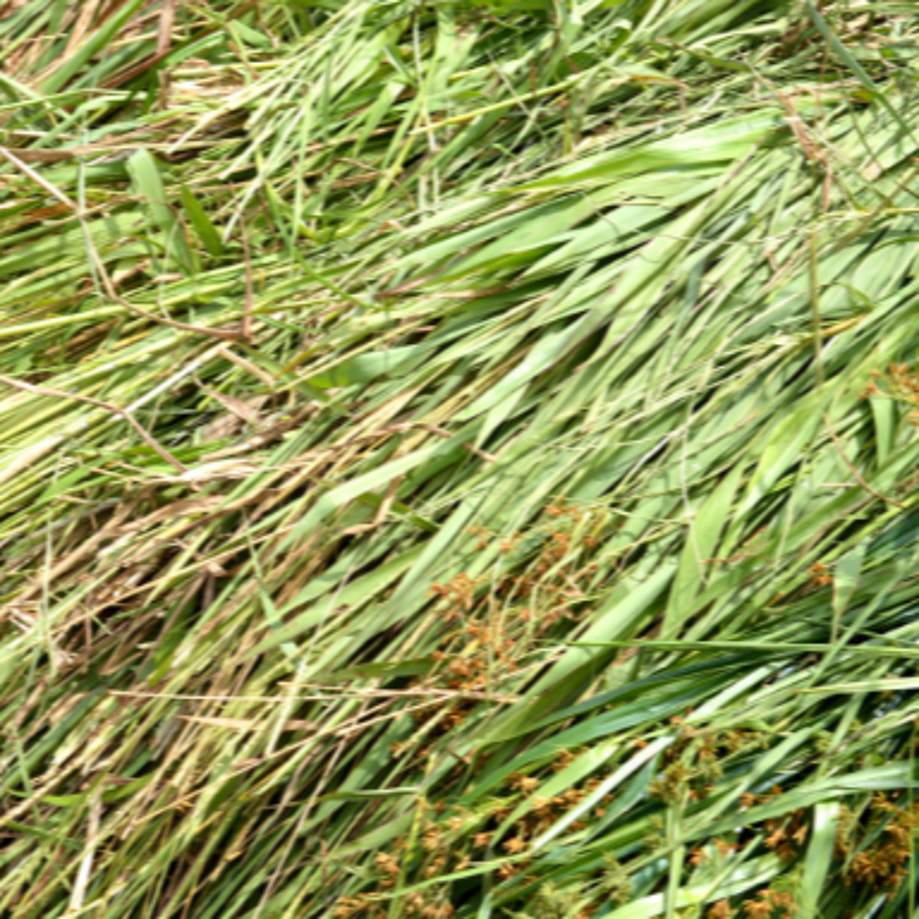 Clare Farmers Call For Urgent Fertiliser Subsidies Following Drought Conditions