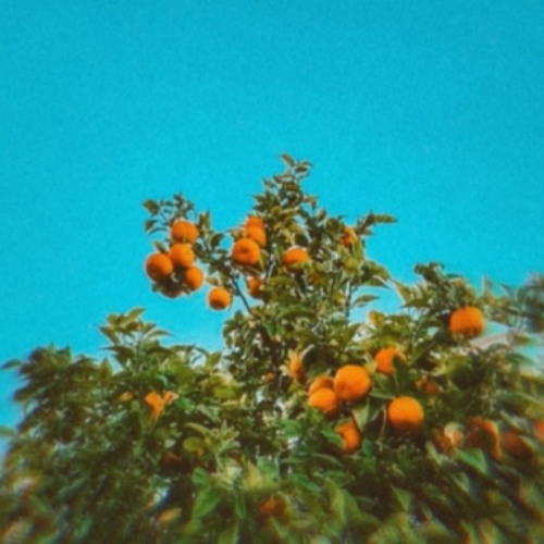 Citrus