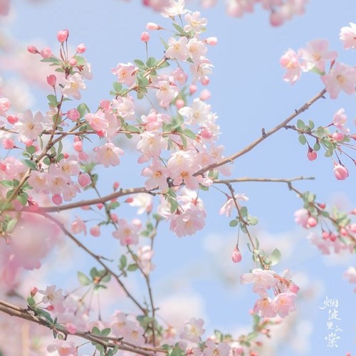 Aldera - Resilient Remix | Nguyen Tuong Linh