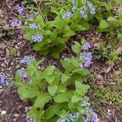 Blue Bells