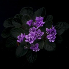 To my dear I never met