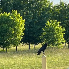 Flying Away Freestyle