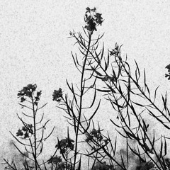 Bloom Again