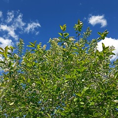 oasis