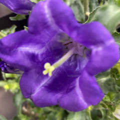 purple flower feeling Feat Pups