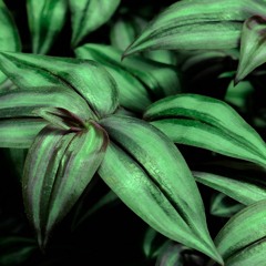 todo gas sin pantalones