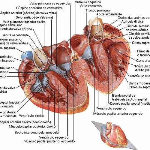 1.1 Introdução Sistema Cardiovascular