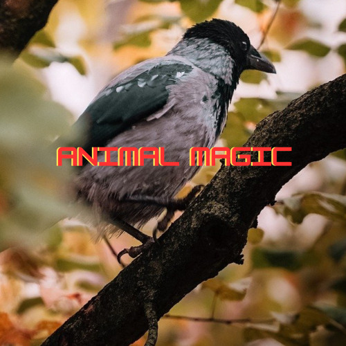 The Dhow and the Pussycat