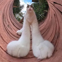 MX - BONGCAT2 (DUB) (CLIP)