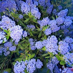 The Early Bird Show w/ Spirit Blue 240523