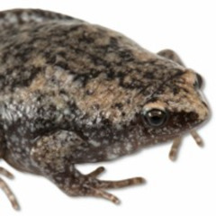 Eastern Narrow-mouthed Toad (Gastrophryne carolinensis)