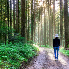 An Overview of Forest Bathing.