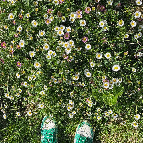 PREMIERE778 // Lemon Schaden - April Flowers