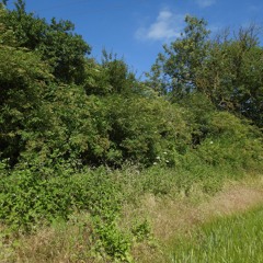 2020 STRAIGHT FROM THE FIELDS 4 - HEDGEROW SONGBIRD DELIGHTS - THRUSHES - TITS - AND MUCH MORE