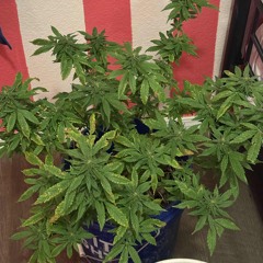 CCC colabs