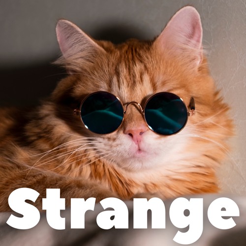 Cat's Night Adventures