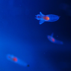 Clione