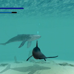 ｄｏｌｐｈｉｎ ｄｉｖｅ º•